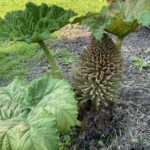 Frauenfrühstück im Botanischen Garten